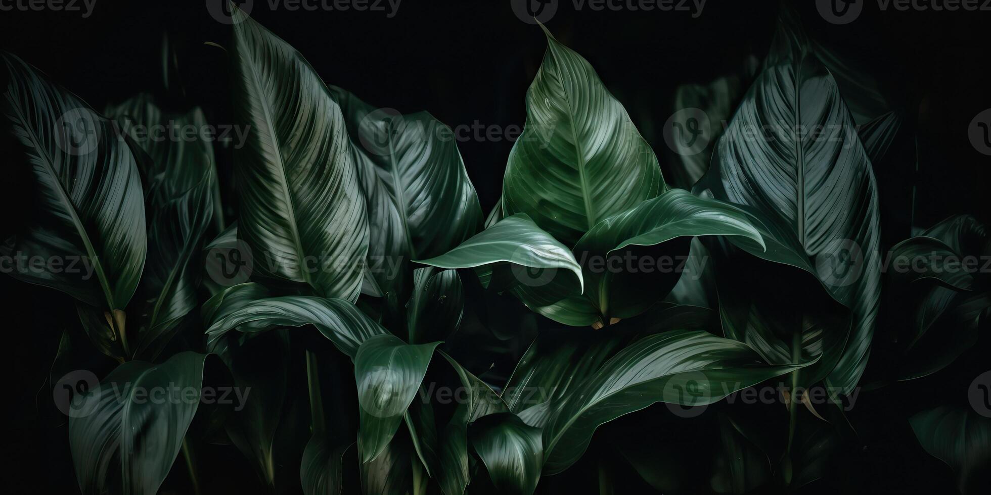 Leaves of spathiphyllum cannifolium abstract green dark texture nature background tropical leaf decorative background scene photo