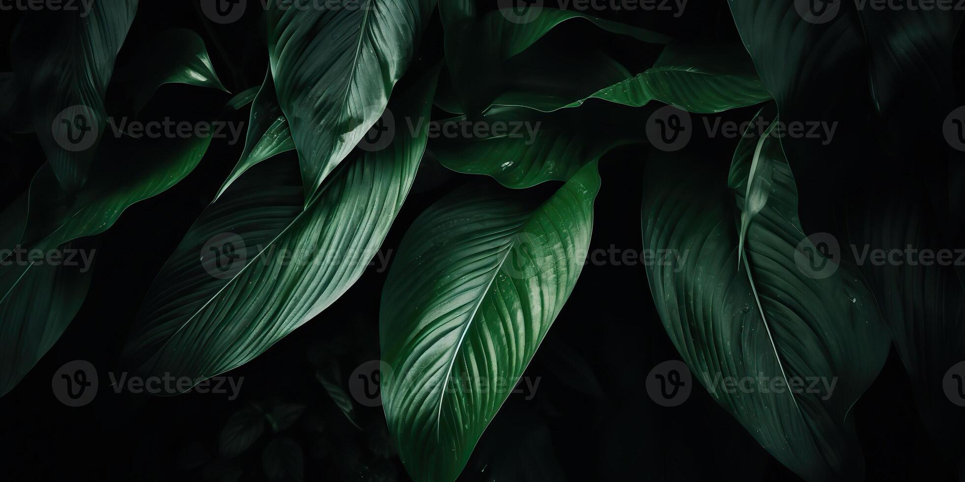 Leaves of spathiphyllum cannifolium abstract green dark texture nature background tropical leaf decorative background scene photo