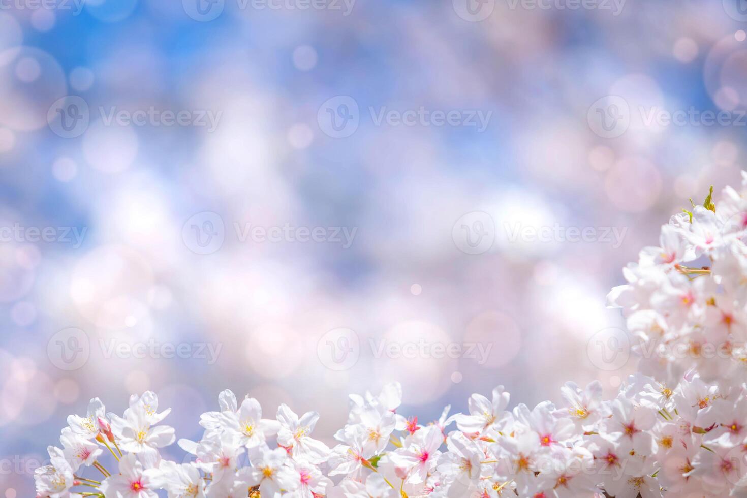 sakura flowers of pink color on sunny backdrop. Beautiful nature spring background with a branch of blooming sakura. photo