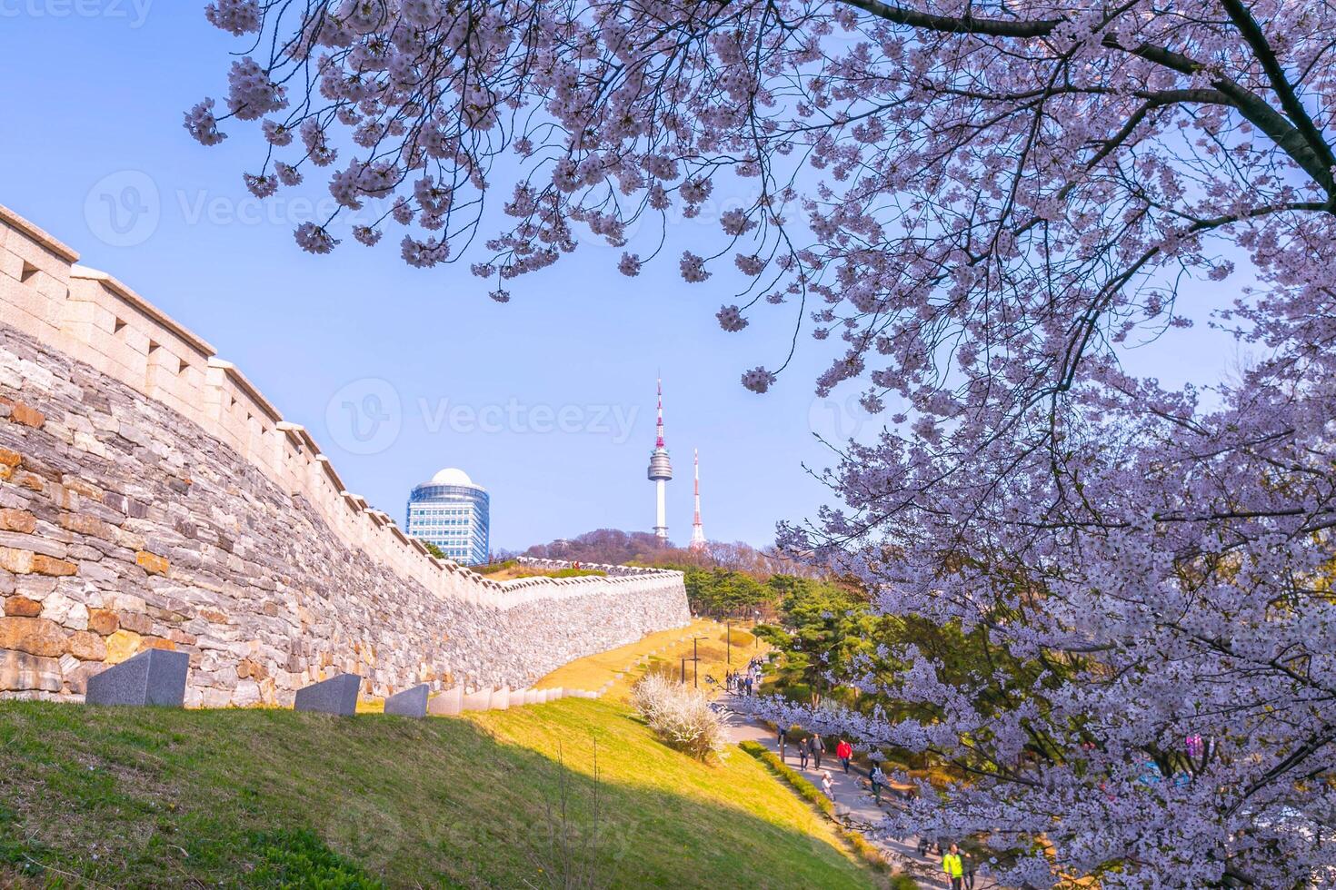 cherry tree in spring and Namsan Mountain with Namsan Tower in the background, Seoul. South Korea. photo