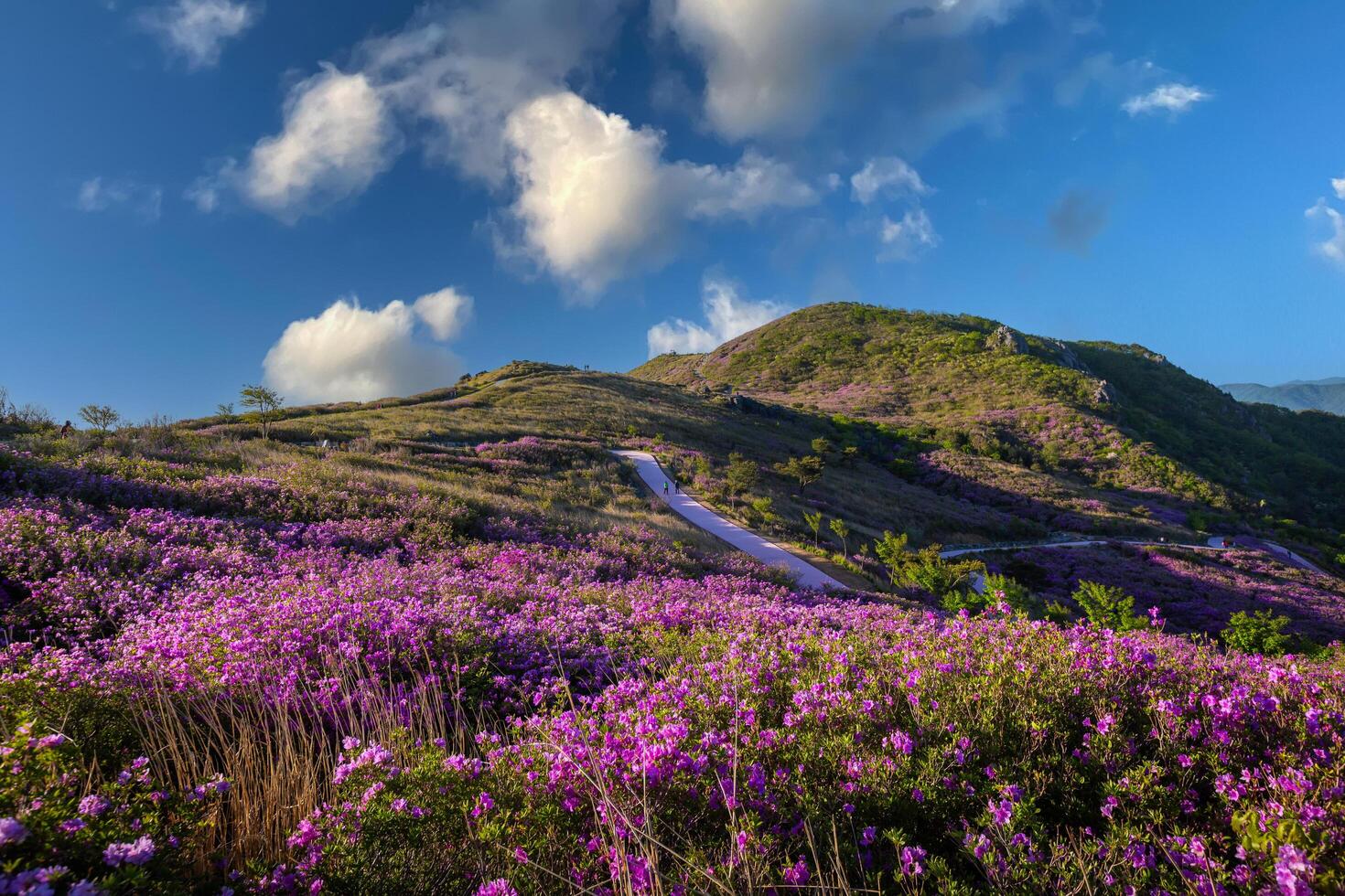 primavera ver de rosado azalea flores a hwangmaesan montaña con el antecedentes de luz de sol montaña rango cerca arma hapcheon, sur Corea. foto