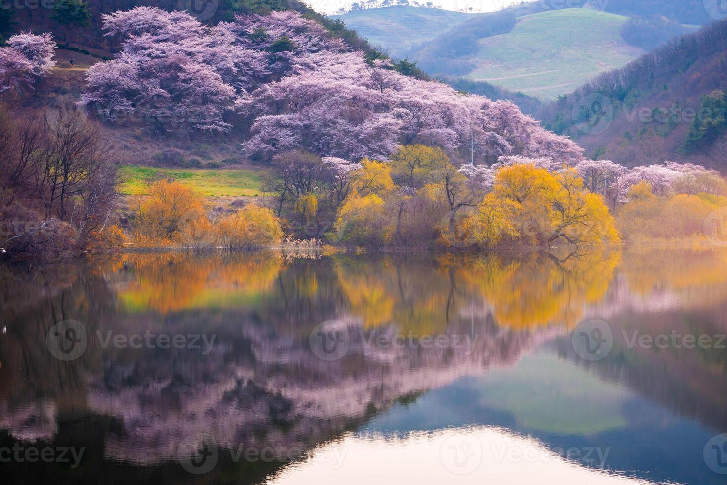 Korea in Spring and cherry blossom trees around Yongbi Lake in Seosan, South Korea. photo