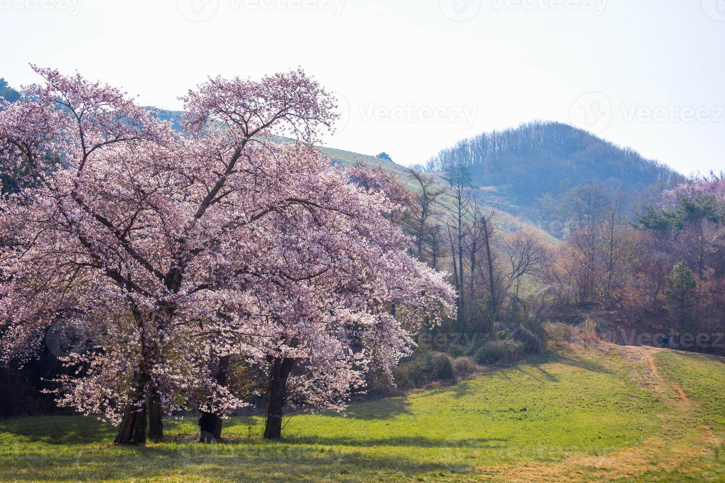 cherry blossom trees in bloom around Yongbi Lake in Seosan, South Korea. photo