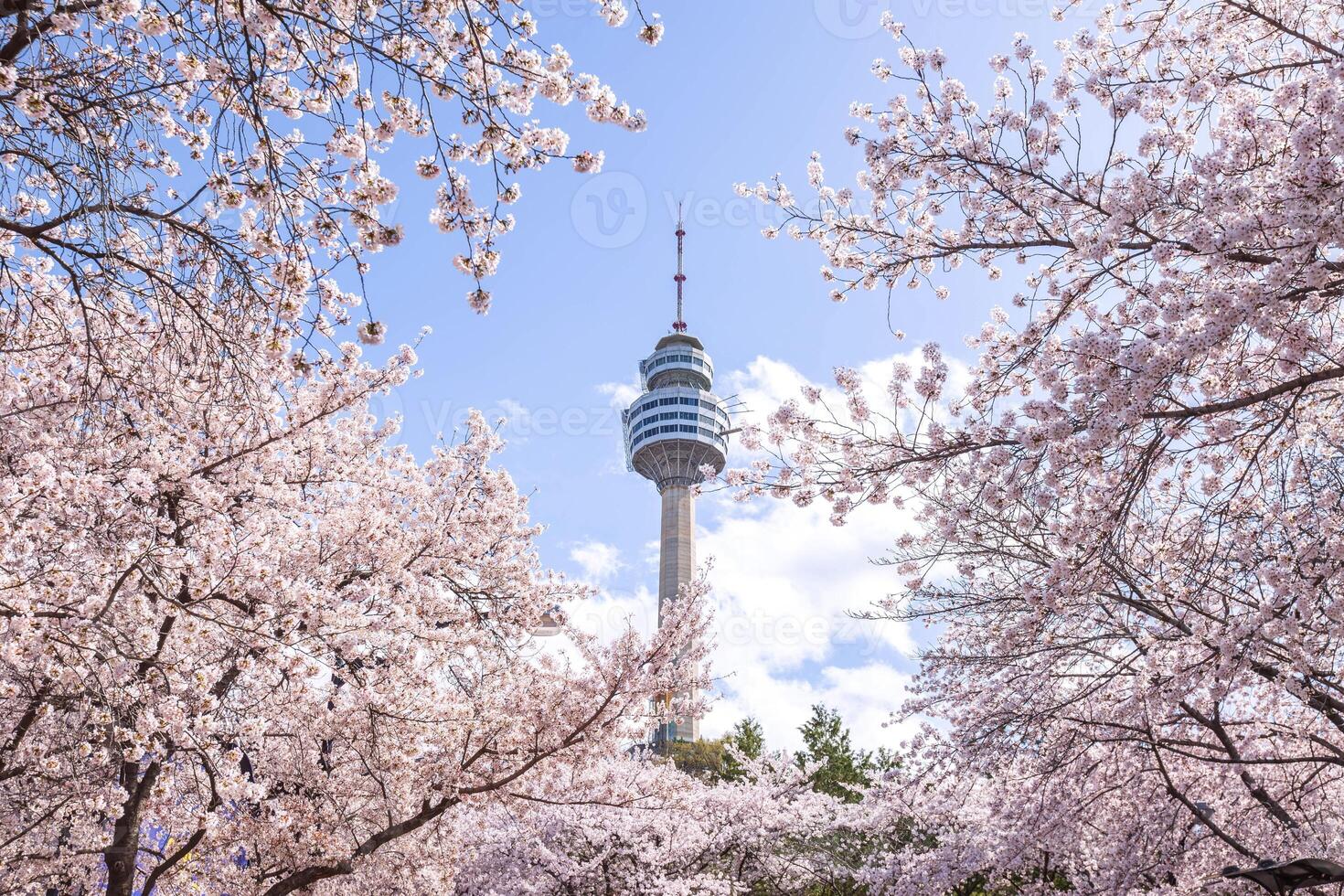 Cherry blossoms blooming in spring at E-World 83 Tower a popular tourist destination. in Daegu,South Korea. photo