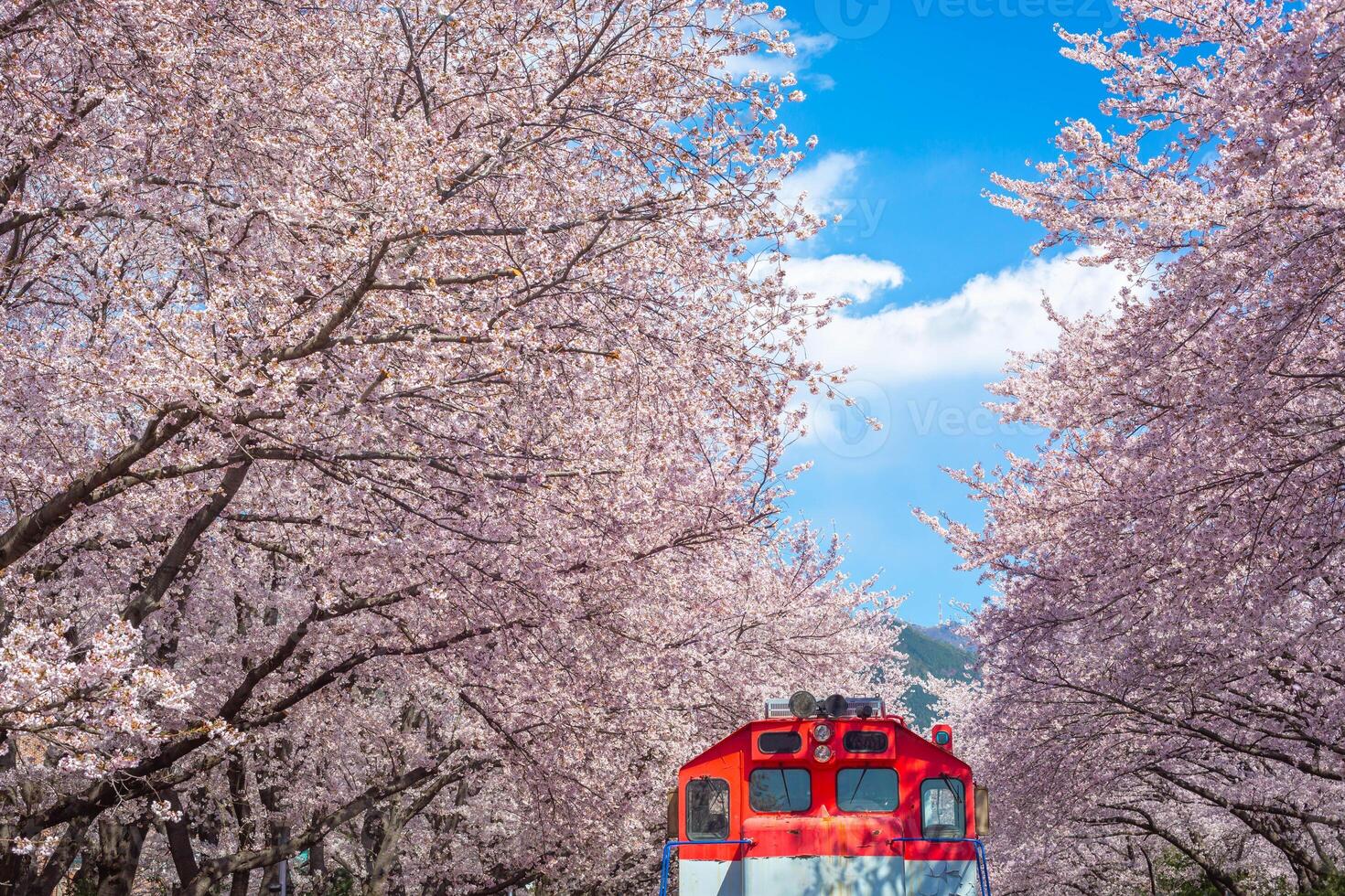 Cherry blossom and train in spring in Korea is the popular cherry blossom viewing spot, jinhae South Korea. photo