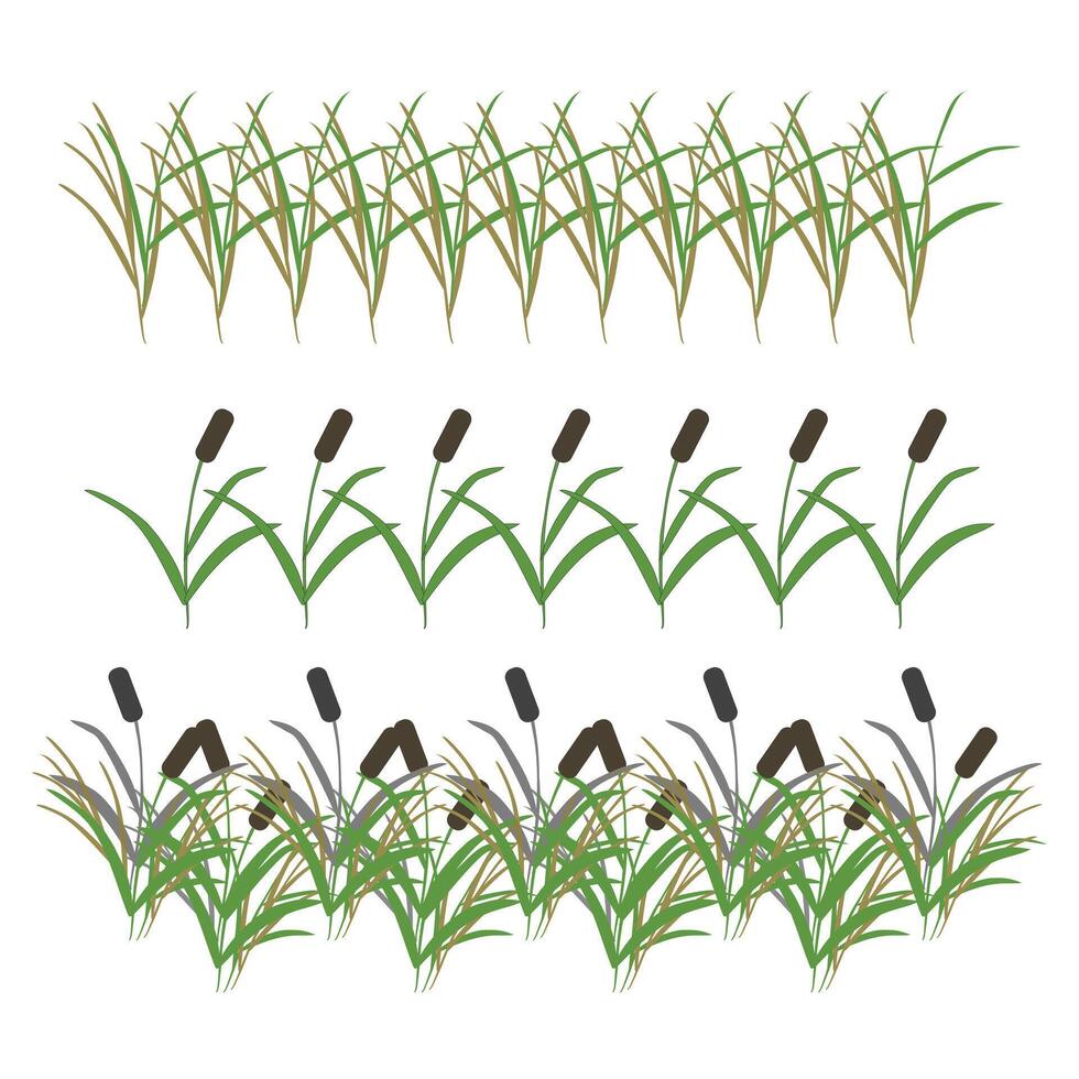 Swamp reeds, simple grass. Set of borders for your design. illustration isolated on white background. vector