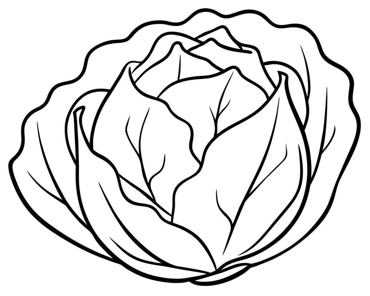 Black and White Cartoon Illustration of Cabbage vector