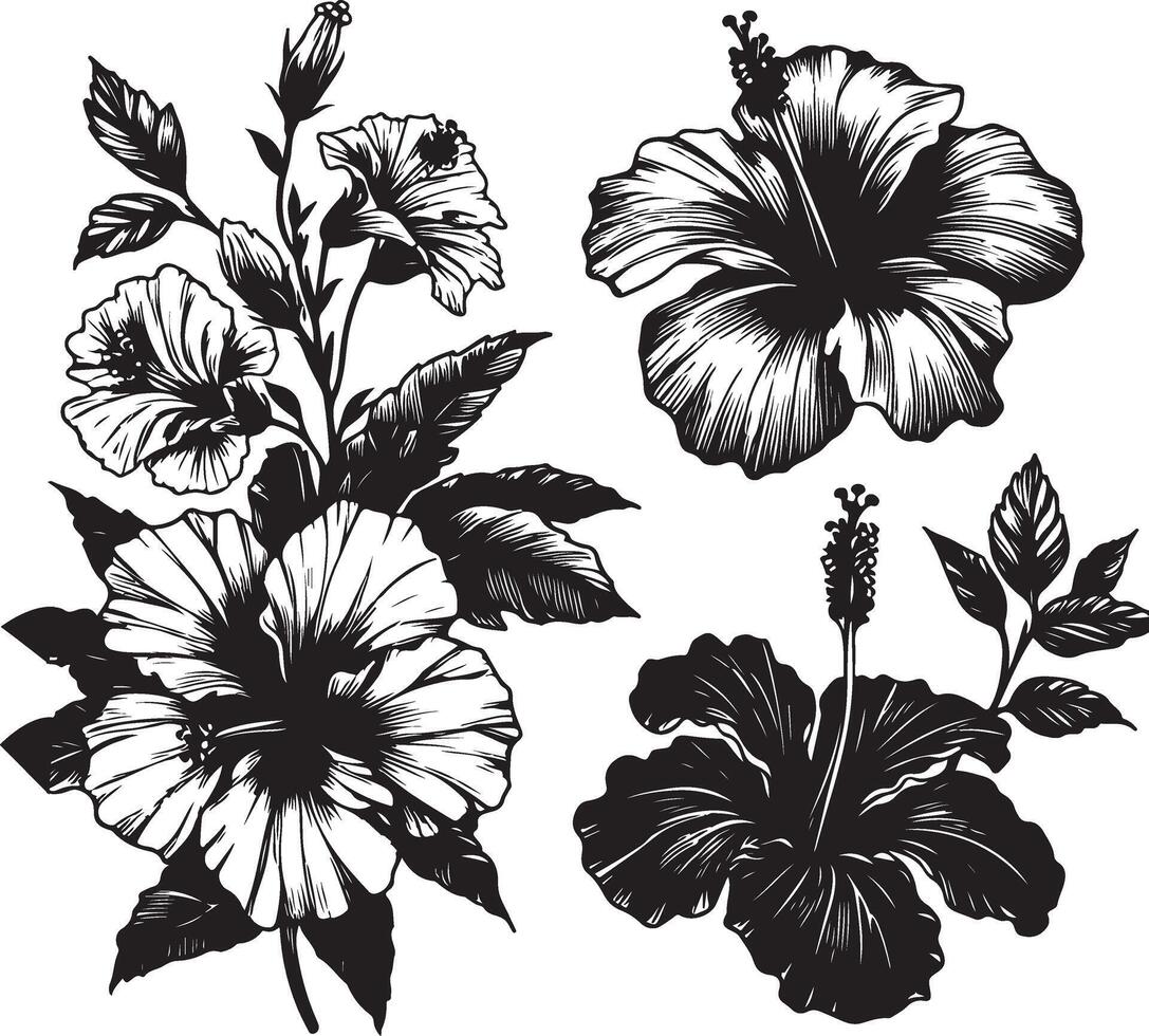 Hibiscus flowers drawing and sketch with line art, black color silhouette vector