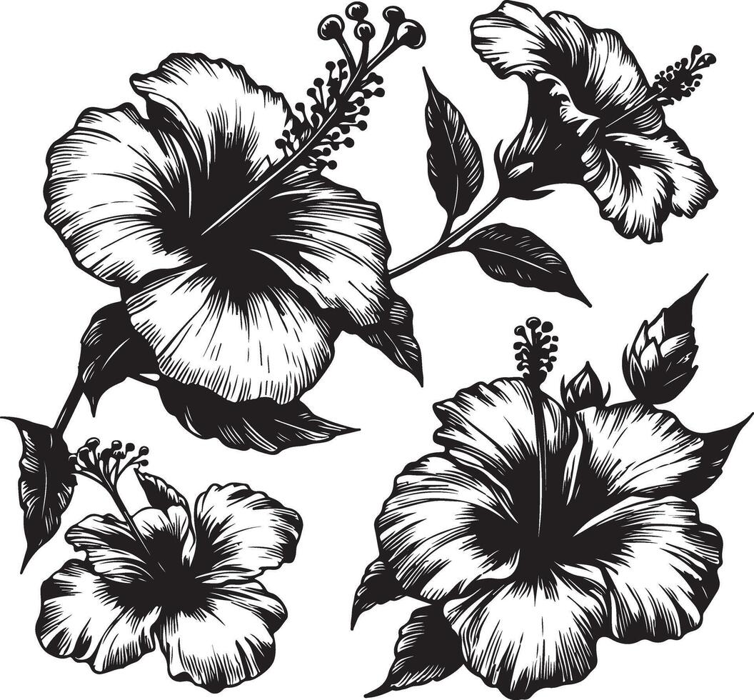 Hibiscus flowers drawing and sketch with line art, black color silhouette vector