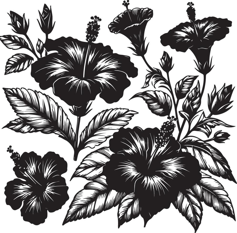 Hibiscus flowers drawing and sketch with line art, black color silhouette vector