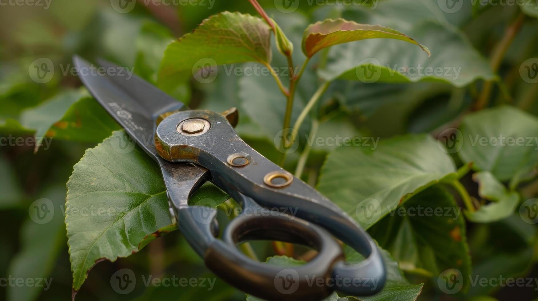 A set of luxurious pruning shears featuring sharp blades and a smooth easytouse mechanism perfect for the meticulous gardener photo