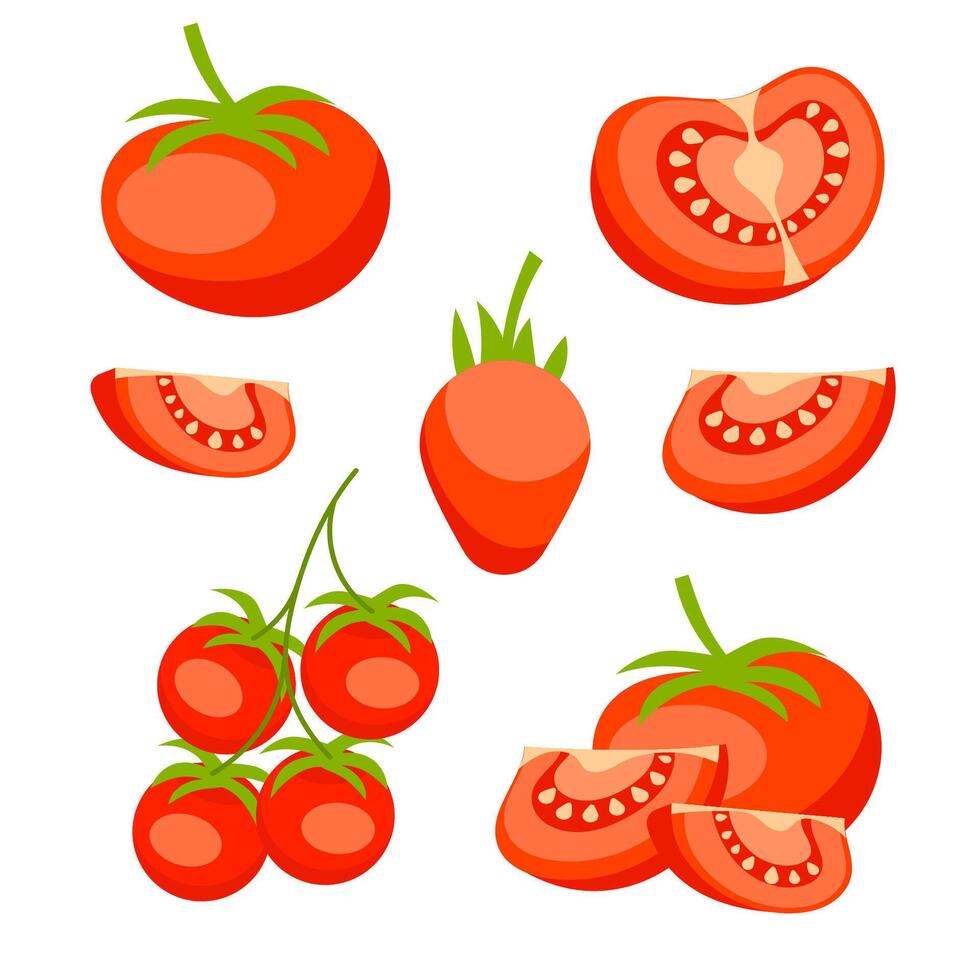 Tomato set. Red tomato collection. Whole, half and sliced vector