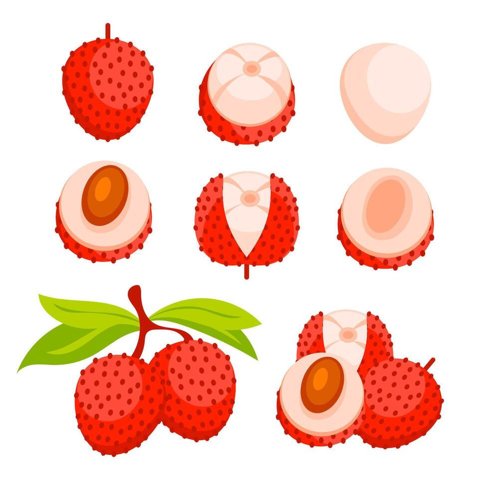 Lychee Set of fresh red. Tropical fruit whole and cut. vector