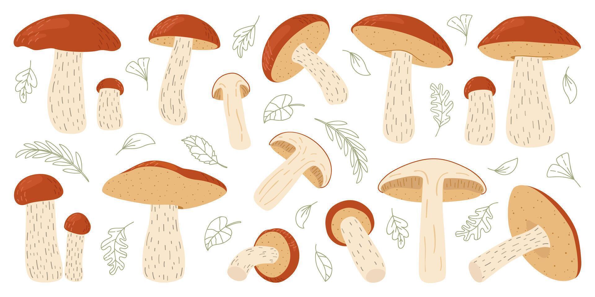 Orange birch bolete mushroom set. Leccinum fungi. Edible forest mushrooms collection. Vegetarian fungi brown cap boletus. Botanical flat illustration isolated on white background. vector