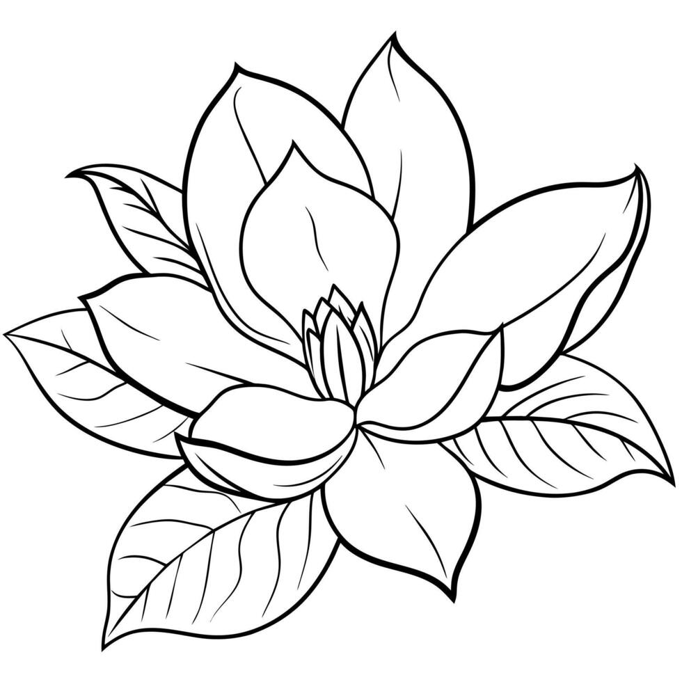 Magnolia flower outline illustration coloring book page design,Magnolia flower black and white line art drawing coloring book pages for children and adults vector