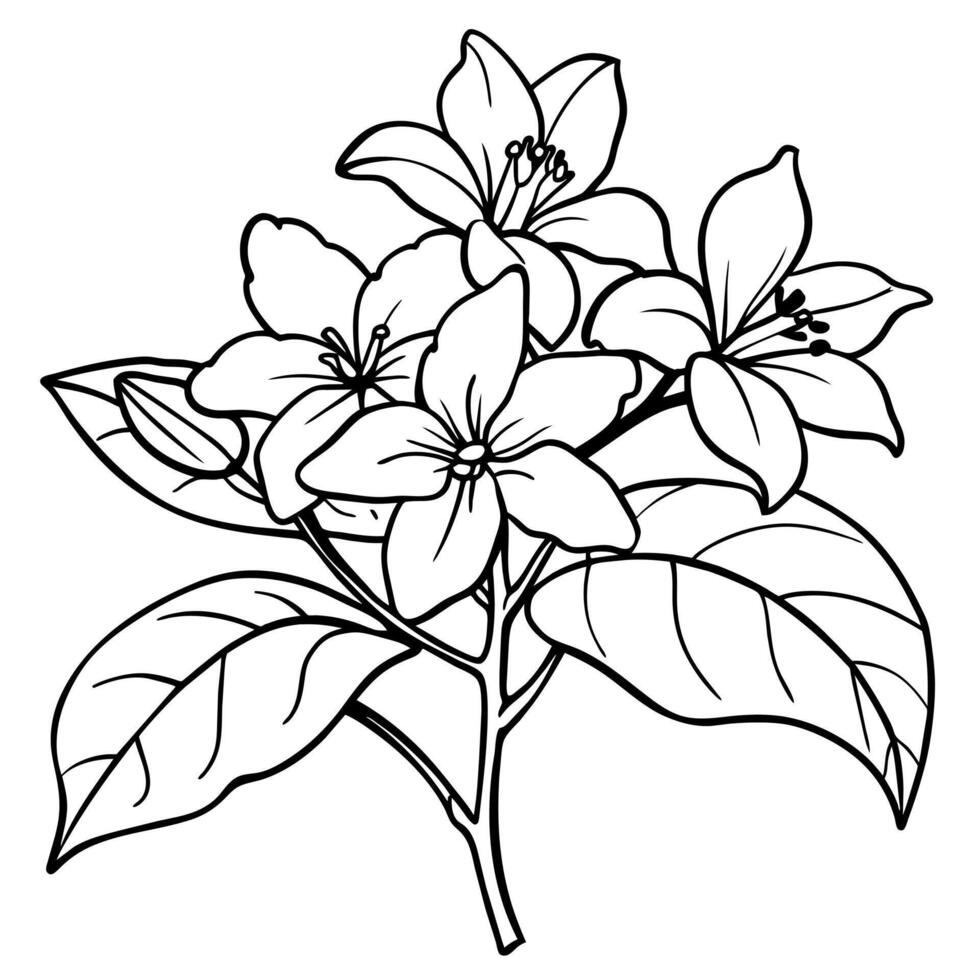 Jasmine flower outline illustration coloring book page design, Jasmine flower black and white line art drawing coloring book pages for children and adults vector