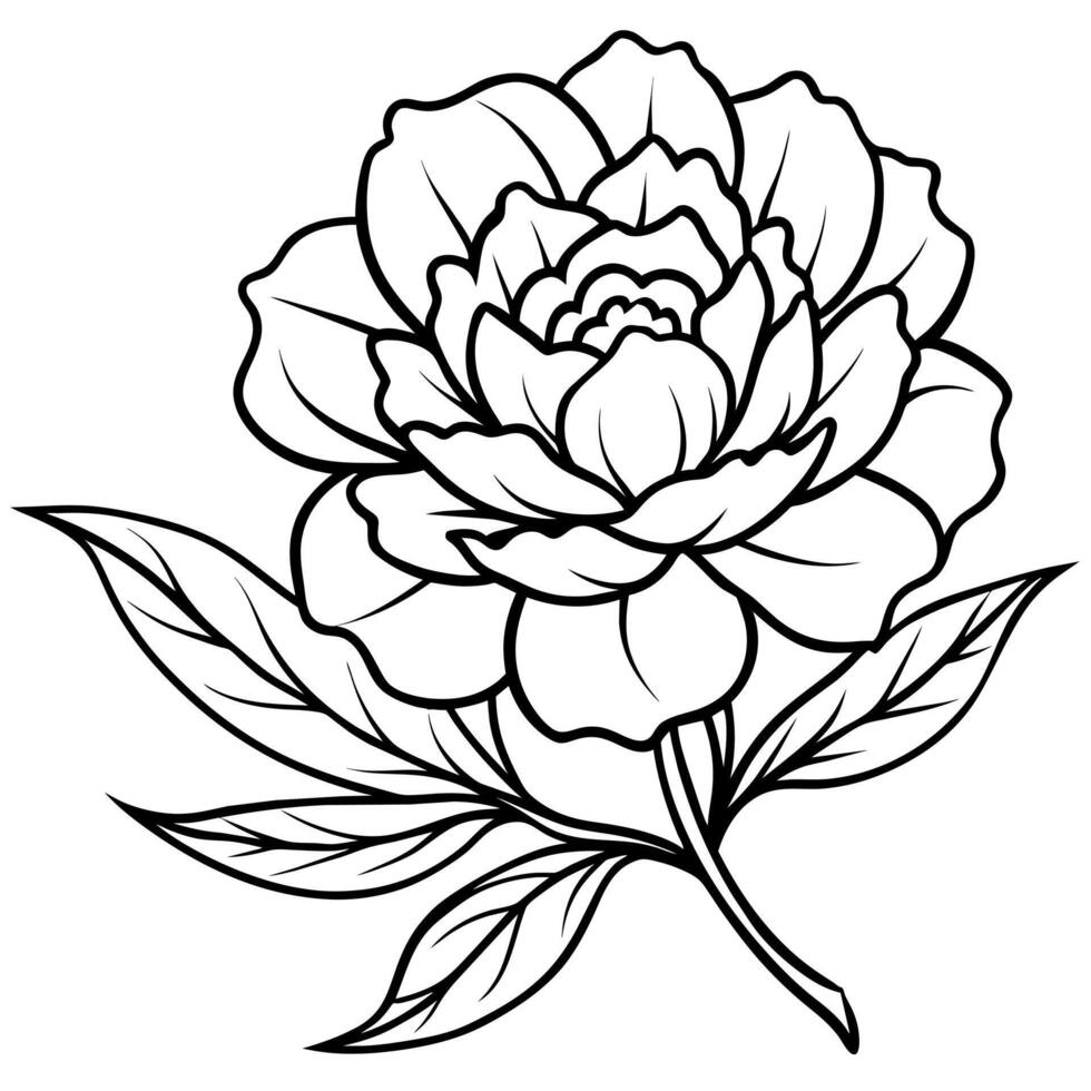 Peony Flower outline illustration coloring book page design, Peony Flower black and white line art drawing coloring book pages for children and adults vector