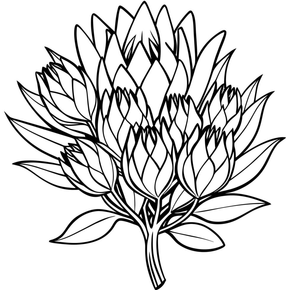 Protea flower outline illustration coloring book page design, Protea flower black and white line art drawing coloring book pages for children and adults vector