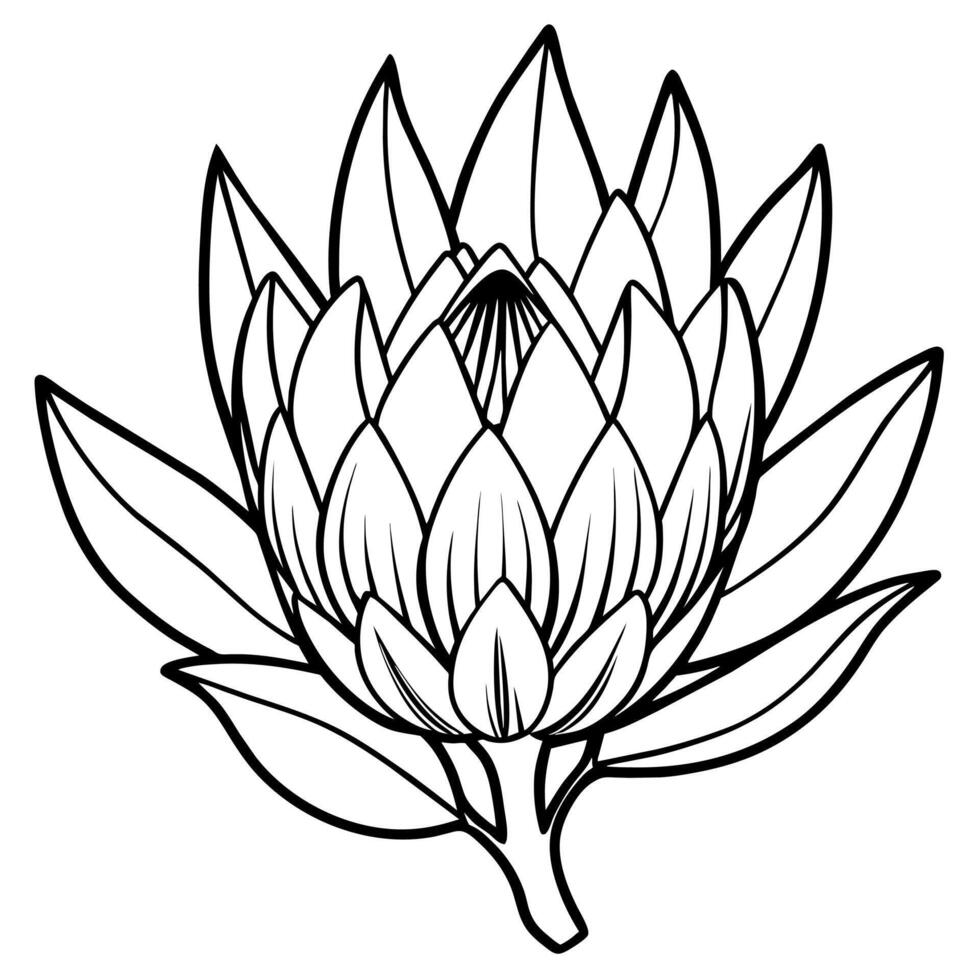 Protea flower outline illustration coloring book page design, Protea flower black and white line art drawing coloring book pages for children and adults vector
