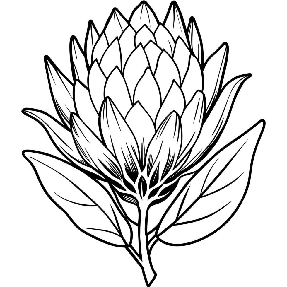 Protea flower outline illustration coloring book page design, Protea flower black and white line art drawing coloring book pages for children and adults vector