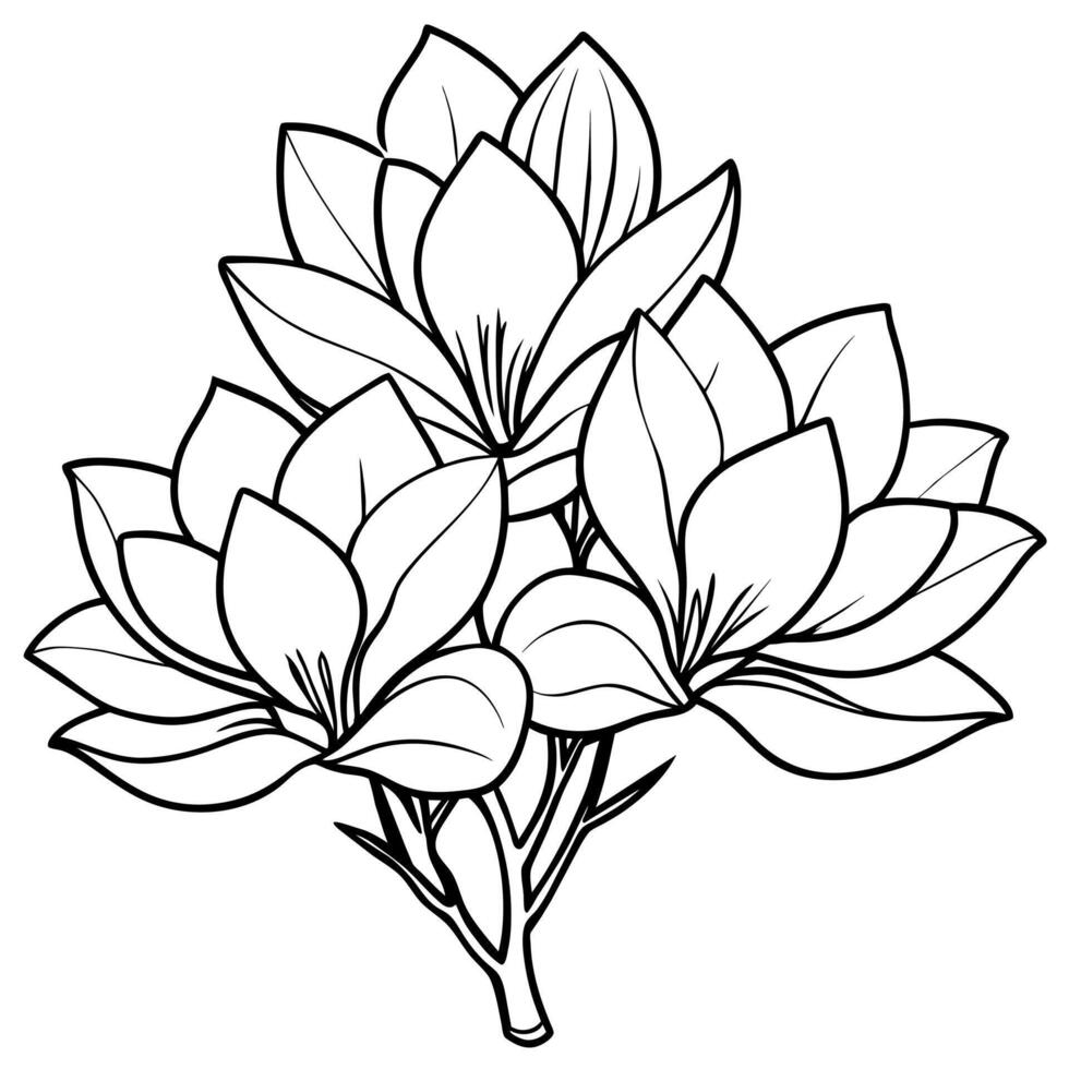 Magnolia Flower outline illustration coloring book page design, Magnolia Flower black and white line art drawing coloring book pages for children and adults vector