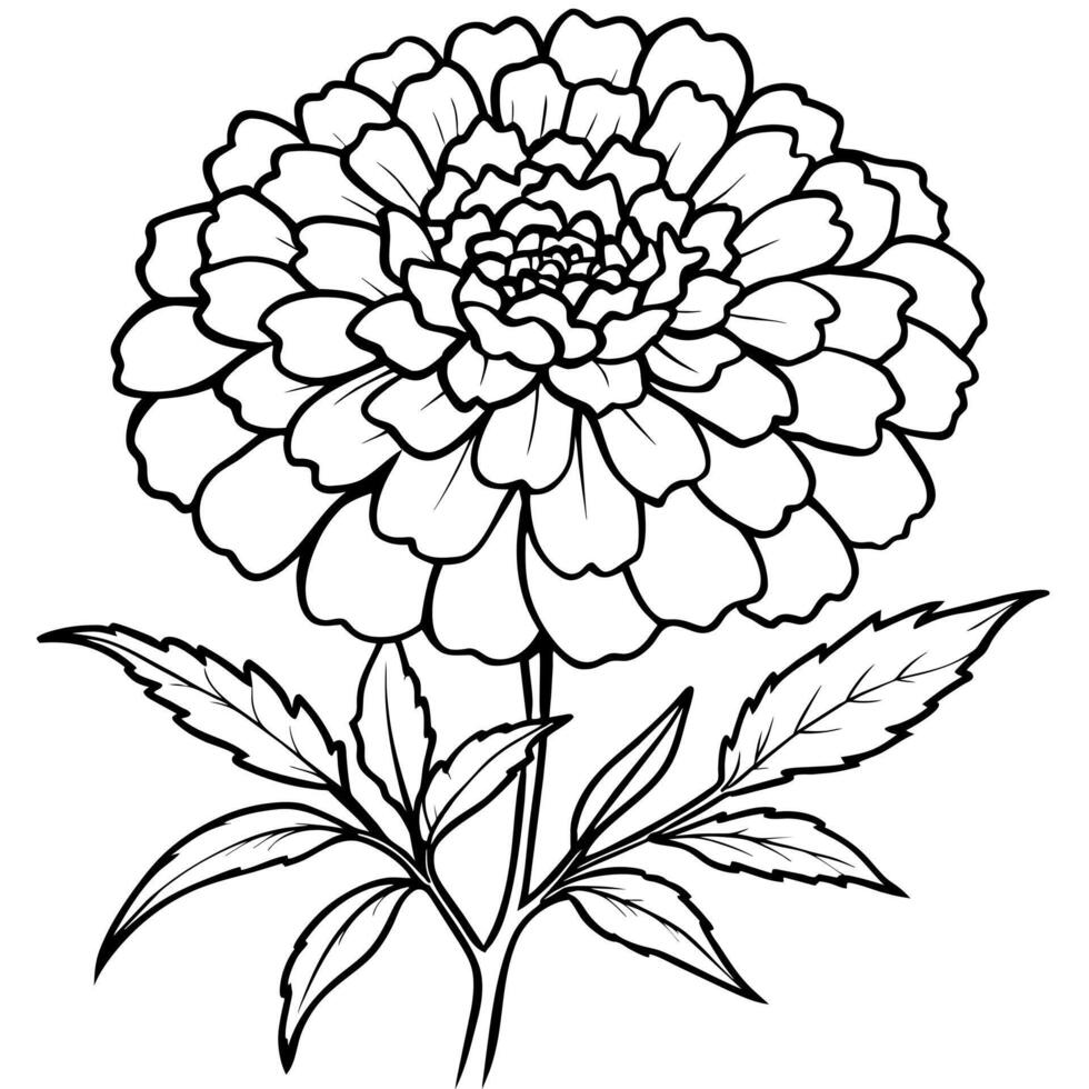 Marigold Flower Bouquet outline illustration coloring book page design, Marigold Flower Bouquet black and white line art drawing coloring book pages for children and adults vector