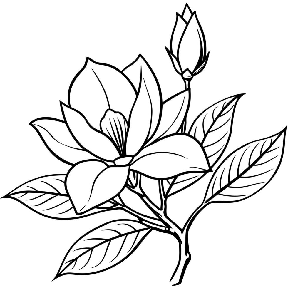 Magnolia flower outline illustration coloring book page design,Magnolia flower black and white line art drawing coloring book pages for children and adults vector