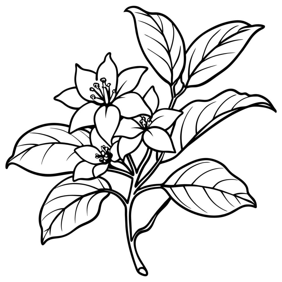 Jasmine flower outline illustration coloring book page design, Jasmine flower black and white line art drawing coloring book pages for children and adults vector