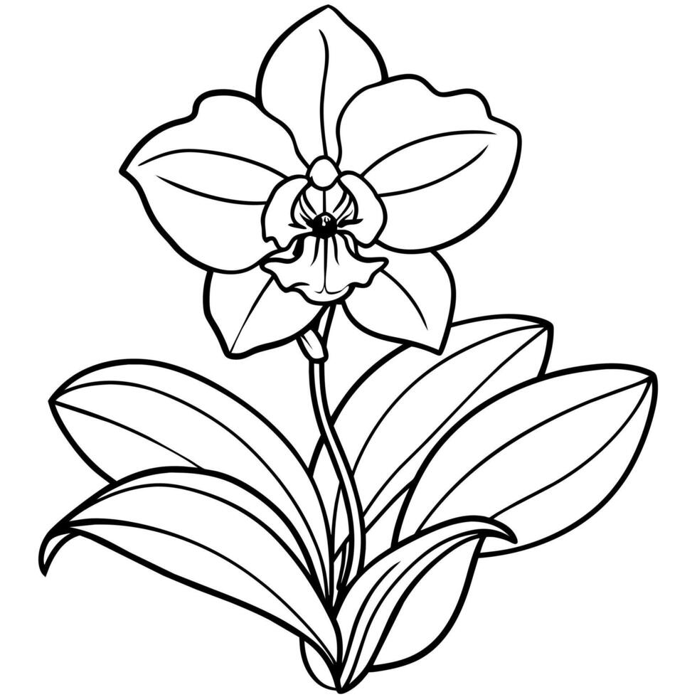 Orchid flower outline illustration coloring book page design, Orchid flower Bouquet black and white line art drawing coloring book pages for children and adults vector