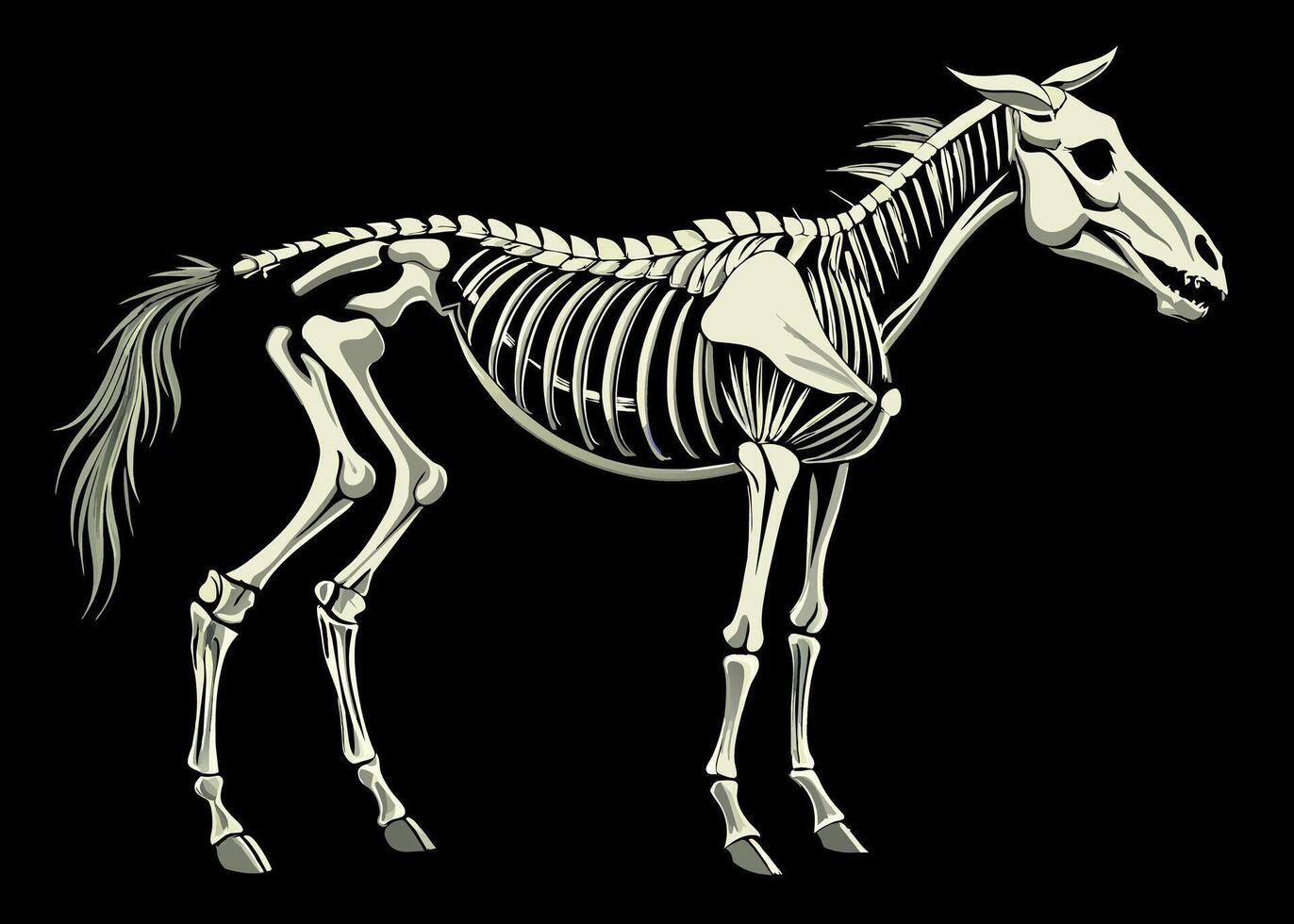 Detailed graphics of a horse skeleton on a dark background vector