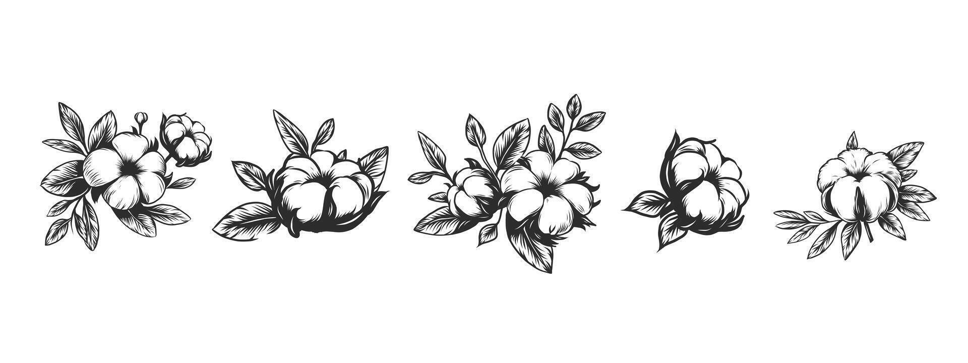 hand drawn ink cotton plant set. Engraving with cotton flowers for packaging design, background, texture, wrapper pattern, frame or border. Monochrome black and white illustration isolated on vector