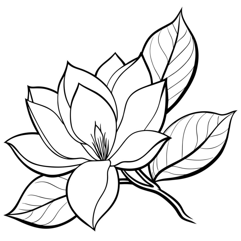 Magnolia flower outline illustration coloring book page design,Magnolia flower black and white line art drawing coloring book pages for children and adults vector