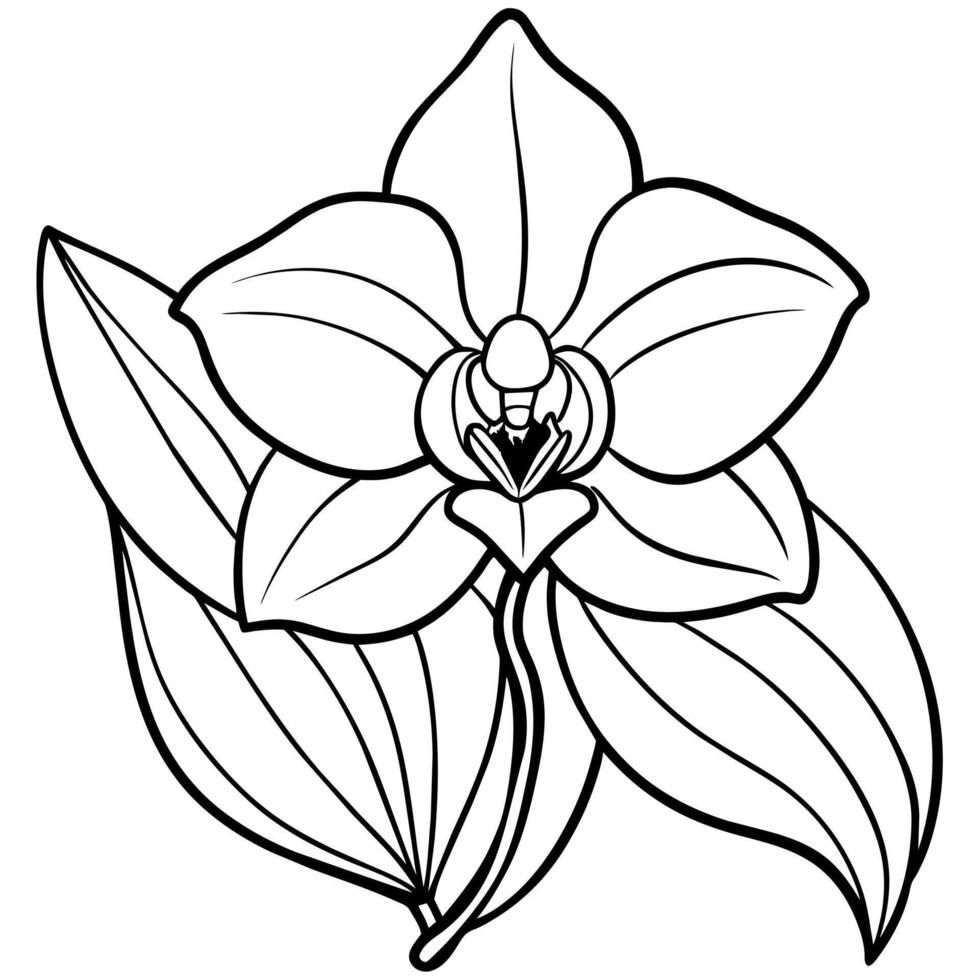 Orchid flower outline illustration coloring book page design, Orchid flower Bouquet black and white line art drawing coloring book pages for children and adults vector