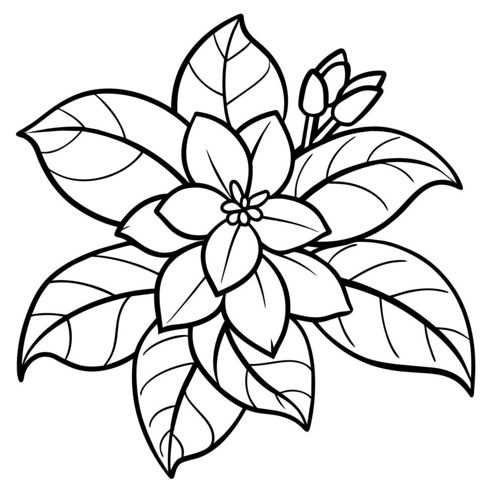 Jasmine flower outline illustration coloring book page design, Jasmine flower black and white line art drawing coloring book pages for children and adults vector