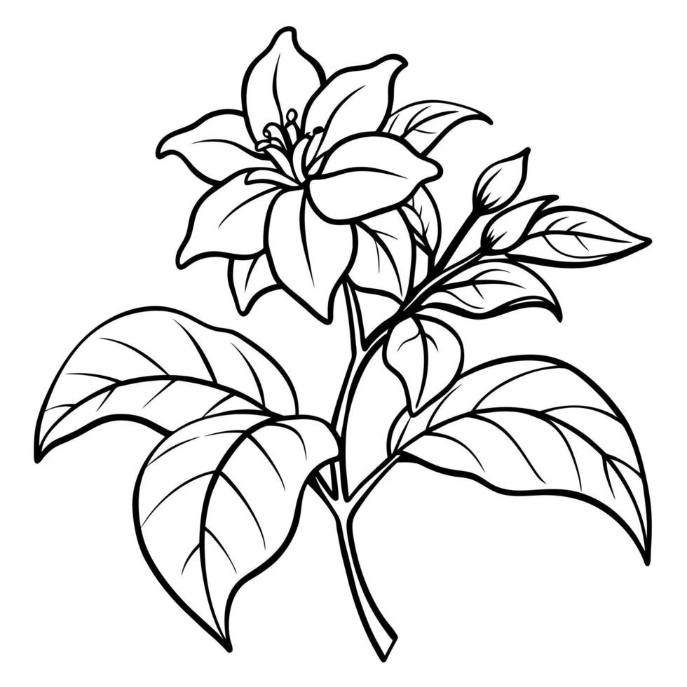 Jasmine flower outline illustration coloring book page design, Jasmine flower black and white line art drawing coloring book pages for children and adults vector