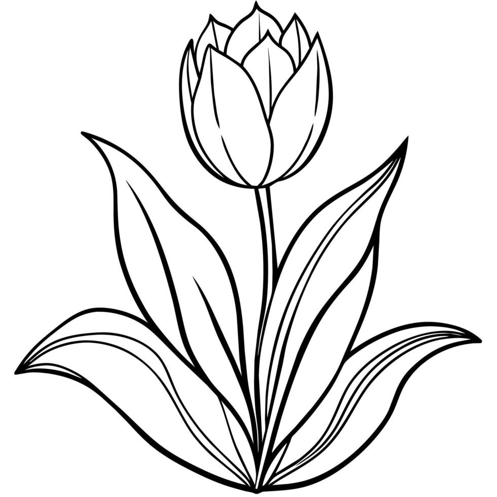 Tulip Flower outline illustration coloring book page design, Tulip Flower black and white line art drawing coloring book pages for children and adults vector