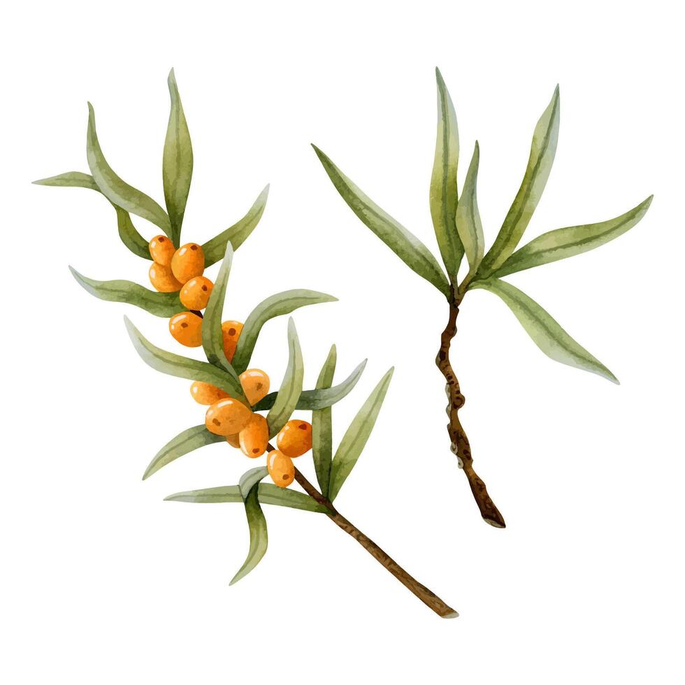Watercolor sea buckthorn orange berries and branches illustration set for Hippophae natural cosmetics and food vector