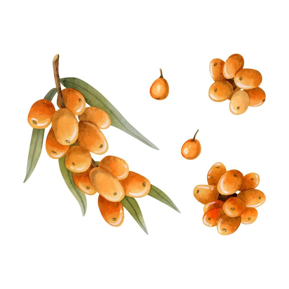 Orange sea buckthorn berries and branch watercolor illustration set. Wild forest plant for organic herbal products vector