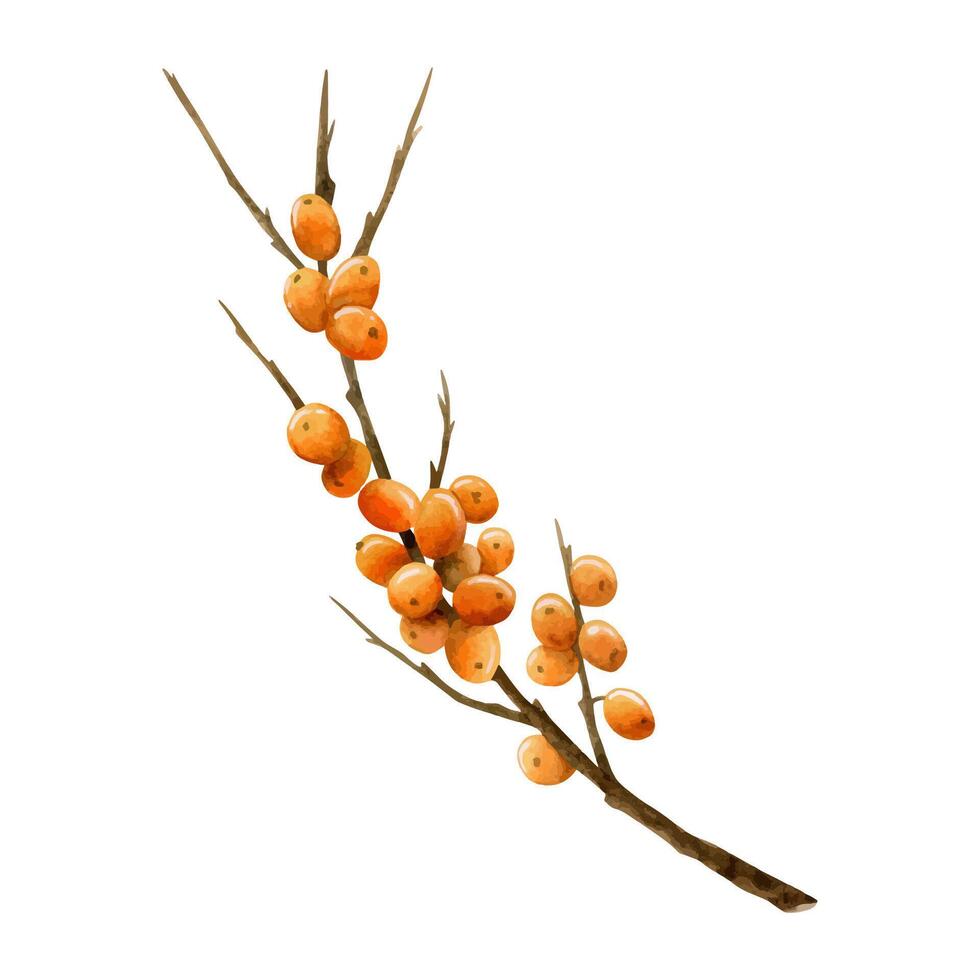 Orange berries of sea buckthorn on long bare branch watercolor illustration for Hippophae natural cosmetics vector