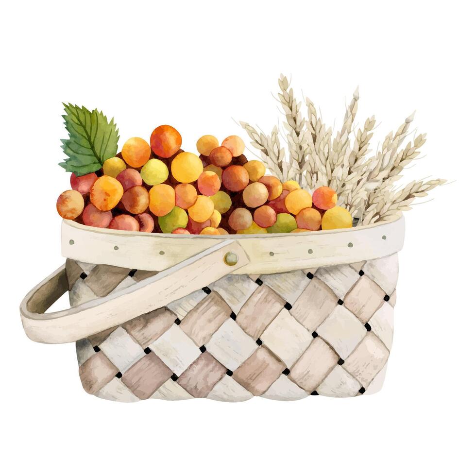 Watercolor wicker basket with red orange grapes and wheat illustration. Shavuot greetings vector