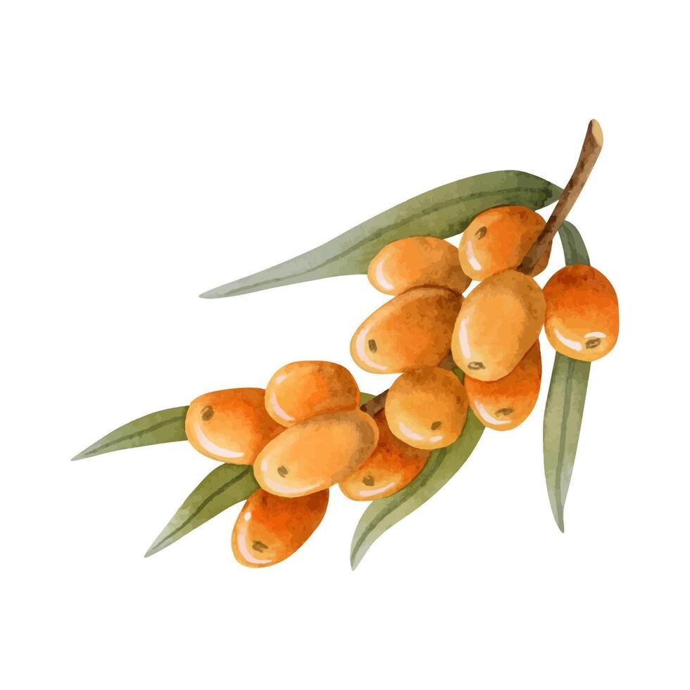Sea buckthorn orange berries on branch with leaves watercolor illustration for natural cosmetics with Hippophae vector