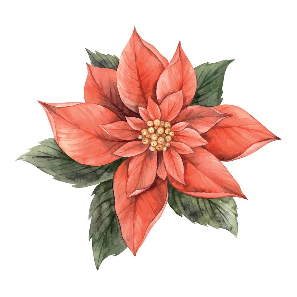 flor de pascua, Navidad rojo flor con verde hojas. mano dibujado acuarela botánico ilustración en Clásico estilo. floral y planta tendencia. dibujo para invitaciones, saludo tarjetas y fiesta pancartas vector