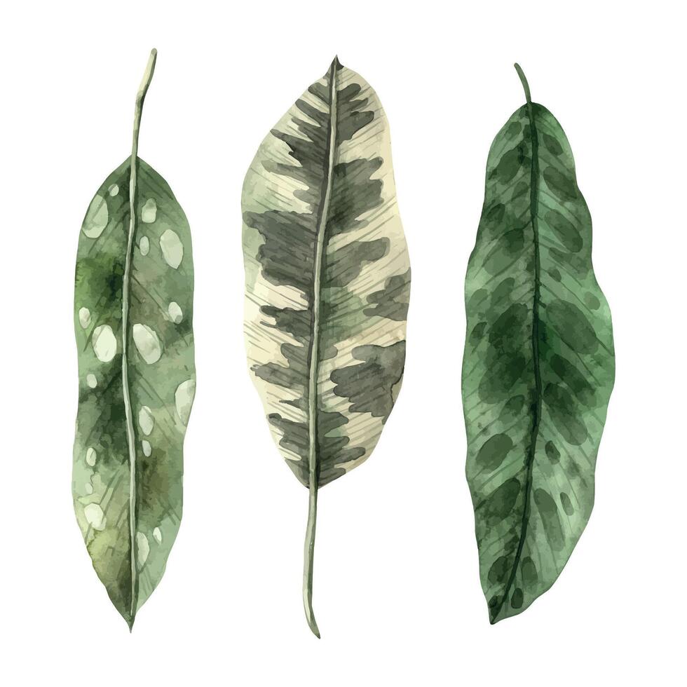 Set of realistic tropical long leaves in green color. Set of watercolors, hand drawn on an isolated background. Botanical illustration for design of invitations, cards, weddings and holidays. vector
