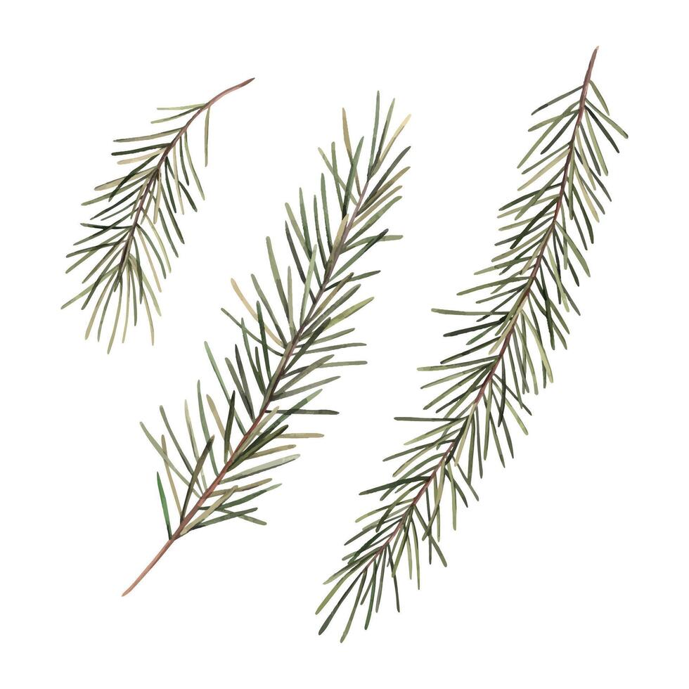 Fir branches, Christmas set of watercolor botanical illustrations. Hand drawn illustration on isolated background. Drawing for Christmas and New Year holidays 2025, invitations, cards, wrapping paper. vector