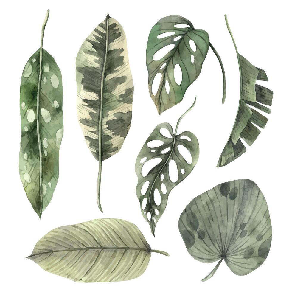 Set of tropical leaves, banana, monstera, calathea, strelitzia leaves. Watercolor set drawn by hand. Botanical illustration for design of invitations, cards, weddings and holidays. vector