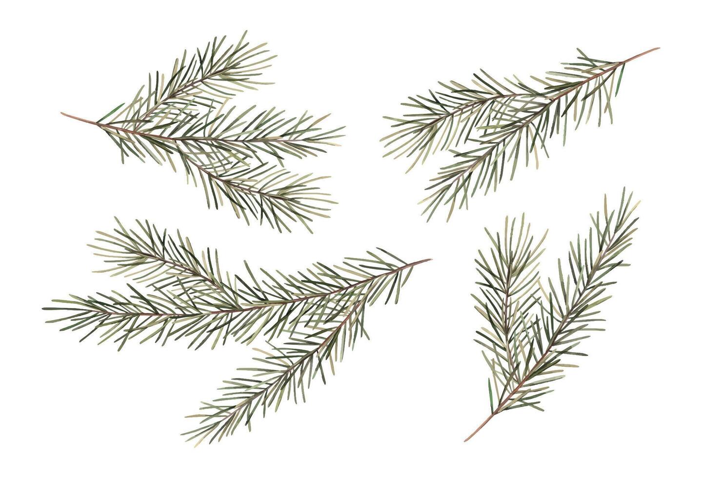 Fir branches, Christmas set of watercolor botanical illustrations. Hand drawn illustration on isolated background. Drawing for Christmas and New Year holidays 2025, invitations, cards, wrapping paper vector