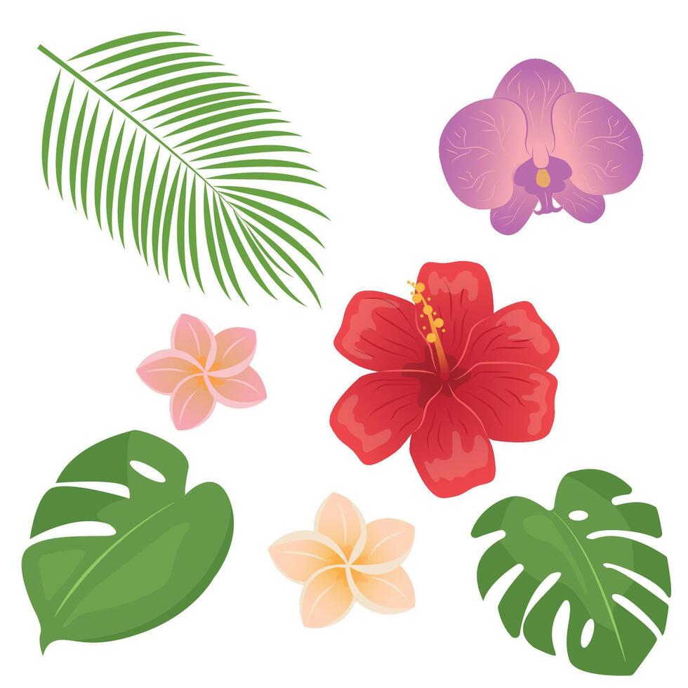Tropical different type exotic leaves and flowers set. Jungle plants. Monstera and palm leaves. Orchid, hibiscus and plumeria flowers. Cartoon illustration isolated on white background vector