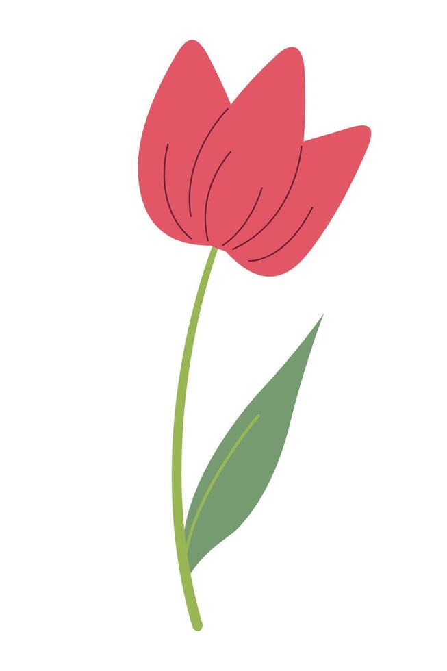 Beautiful red tulip isolated on white background. graphics. Artwork design element. Cartoon design for poster, icon, card, logo, label. vector