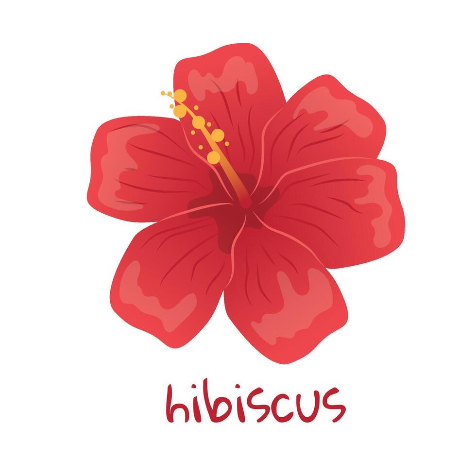 Hibiscus illustration. Vibrant red tropical flower. Realistic botanical hand drawn painting isolated on white background. Cartoon design for poster, icon, card, logo, label, banner, sticker. vector