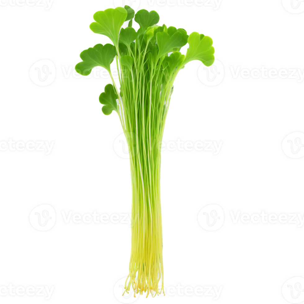 mosterd microgreens brassica juncea rijk groen bladeren met gekarteld randen stoutmoedig weergegeven microgroen super voedsel png